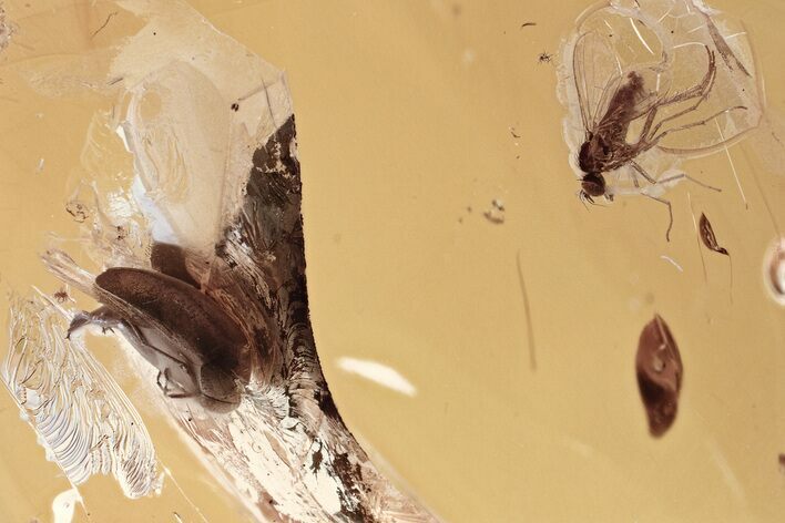 Fossil Tumbling Flower Beetle and Dagger Fly in Amber #330640